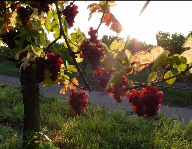 Domaine Clé de Sol-Jean et Yannick Baltenweg-Vinibee