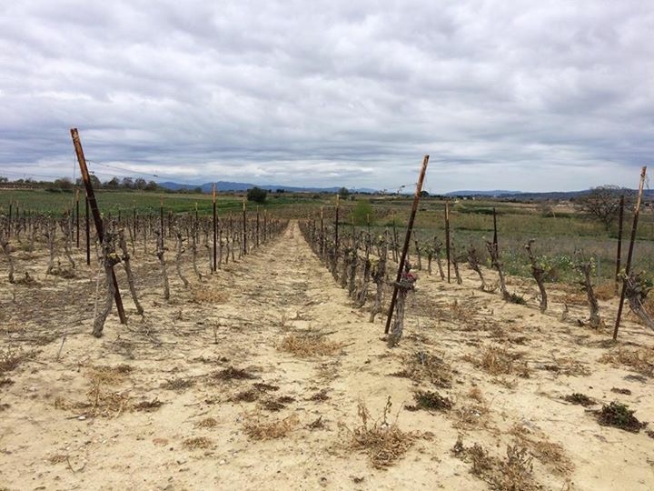 vignoble et pesticides-Vinibee