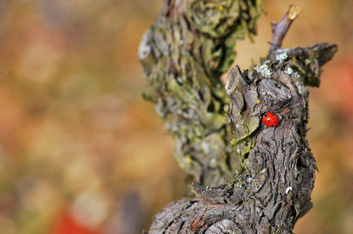 biodynamie - Chahut et Prodiges - cep coccinelle