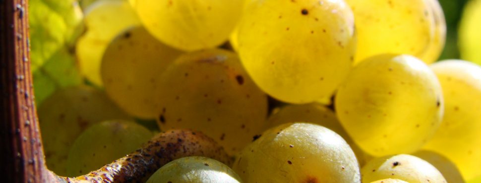 Notre grappe d'Amis sur la Toile - Bernard Domaine Landron-Chartier - vin bio vin nature - Vinibee