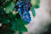 Vin Nouveau - Domaine de Cazaban - Cabardès - Vinibee
