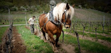 Domaine Kreydenweiss - Antoine et Marc Kreydenweiss - Alsace - vin biodynamique - coffret vins A-Traction