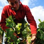 Nicolas Suteau - Bretagne - vin naturel - vinibee