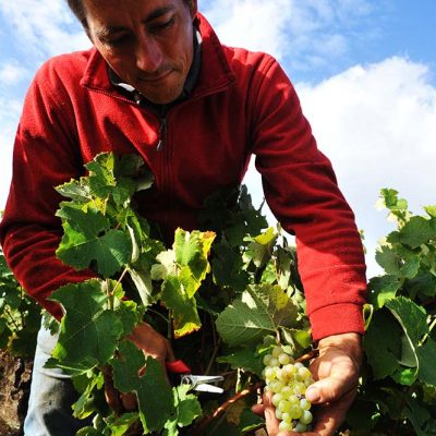 Nicolas Suteau - Bretagne - vin naturel - vinibee