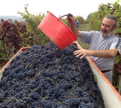 Azienda Vitivinicola Silvio Morando - Barbera del Montferrato - vin naturel - Piemont - vinibee