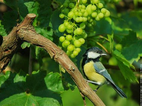 Viticulture biologique et oiseaux