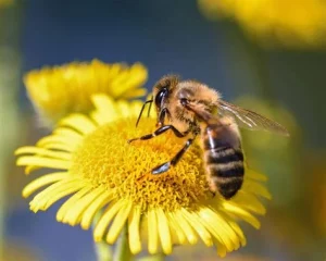 abeille pesticides