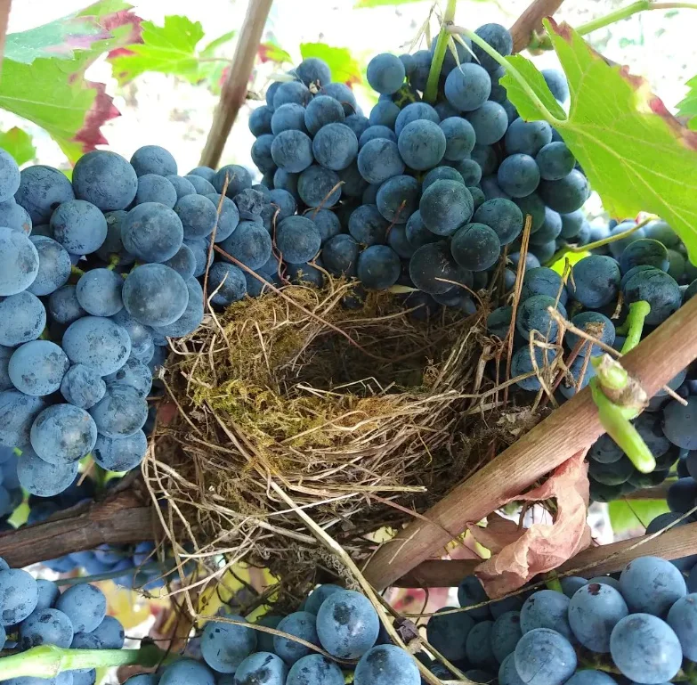 Clos Rocailleux Gaillac