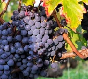 Le Cabernet Franc