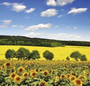 La Caisse de 6 qui Cartonne en Juillet - Vinibee