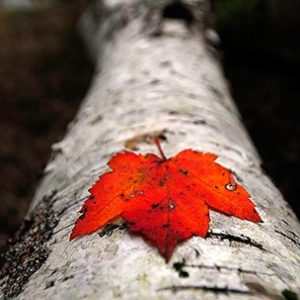 La Caisse de 6 qui Cartonne en Novembre - Vinibee