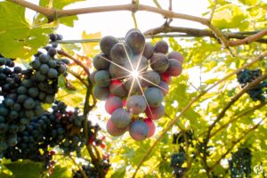 Il Monte Caro - marcolini - valpolicella - vin naturel - vin italien - vinibee