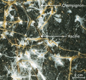 mycorhizes