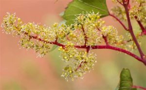 caisse qui cartonne vigne en fleur