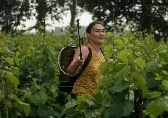 domaine landron jo landron muscadet