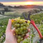 La Spanda Virgine Maignien