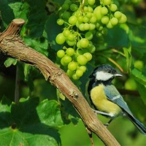 Viticulture biologique et oiseaux
