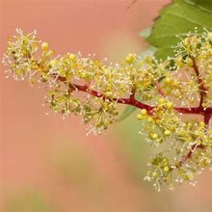 caisse qui cartonne vigne en fleur