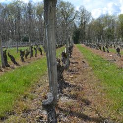 Domaine Jaulin Plaisantin-Vinibee